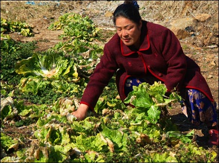 이춘자씨 텃밭에는 봄이 가득… 